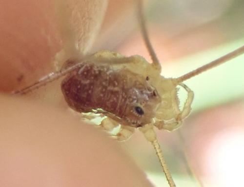 Réf. 261 651 : Rilaena triangularis